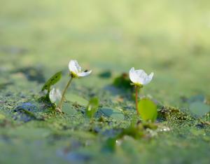 Fascicule Solutions fondées sur la nature