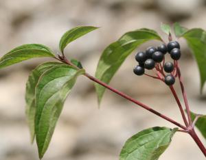 Essences d'arbres et d'arbustes pour pollinisateurs |Pollinis