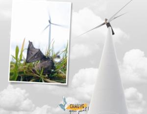 L'énergie éolienne, le point de vue des chauves-souris / Chauve qui peut