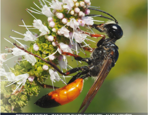 Les abeilles et guêpes du Loiret