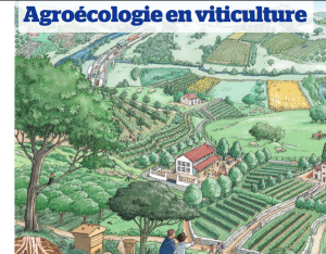Guide transition agroécologique & changement climatique en viticulture | Institut français de la vigne et du vin