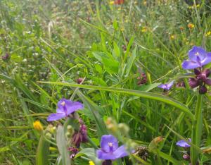 Favoriser la biodiversité, guide des bonnes pratiques