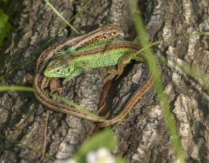 CP - État de la faune et de la flore  en Centre-Val de Loire : les nouvelles données