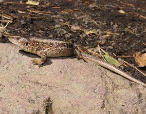 Fiche espèce emblématique : le Lézard des souches