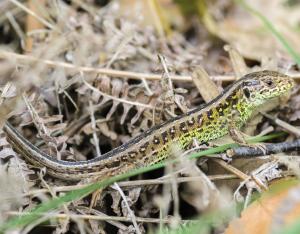 Fiche espèce emblématique : le Lézard des souches
