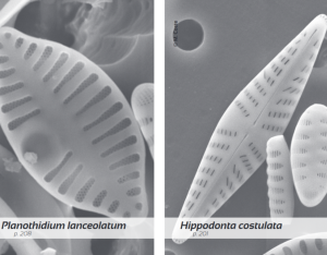 Chapitre Diatomées