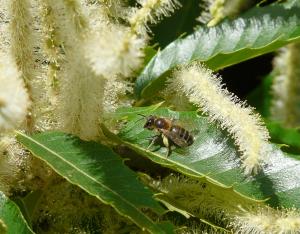 Apiculture & Forêt : un alliance bénéfique