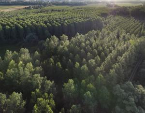 LA POPULICULTURE LIGERIENNE GUIDE PEUPLIER ENVIRONNEMENT PAYSAGE 