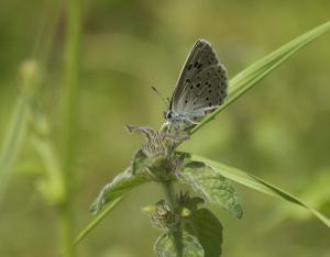 Poster sur les papillons de jour des pelouses, prairies et landes