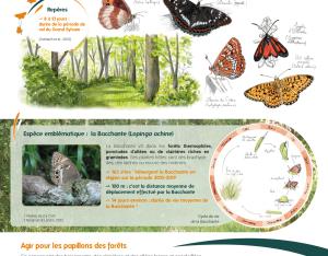 Poster sur les papillons de jour des milieux boisés