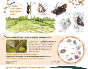 Poster sur les papillons de jour des pelouses, prairies et landes