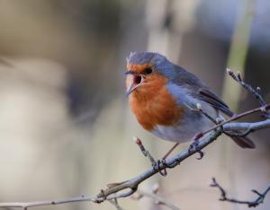 Acoustoc - reconnaissance des chants d'oiseaux au printemps | LPO