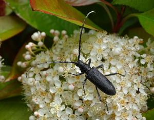 Observer la biodiversité avec les sciences participatives