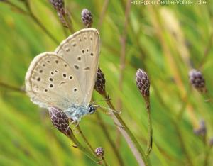 Recherches naturalistes : numéro 14 | Cen et FNE Centre-Val de Loire