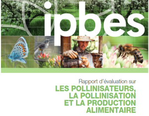 Rapport d’évaluation sur les pollinisateurs,  la pollinisation et la production alimentaire - résumé à l'intention des décideurs | IPBES