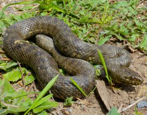 Suivi des reptiles en France métropolitaine, rapport annuel 2022