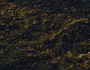 Les sols sont une ressource non renouvelable | FAO