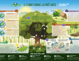 Le climat change, la forêt aussi