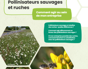 Pollinisateurs sauvages et ruches, comment agir au sein de mon entreprise | OPIE - UPGE