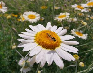 Agriculture biologique, comment les collectivités locales peuvent-elles favoriser une agriculture favorable à la biodiversité ?