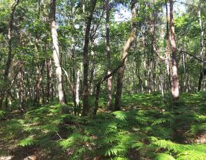 Protéger les forêts par la libre évolution | Cen CVL et 41