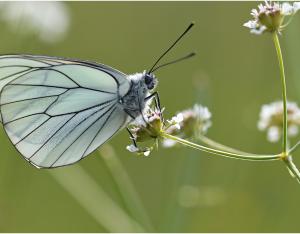 Mini guide d'identification des papillons de plaine | Suivi temporel des Rhopalocères de France (STERF)