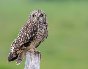 CP - L'Observatoire régional de la biodiversité fête ses 10 ans !