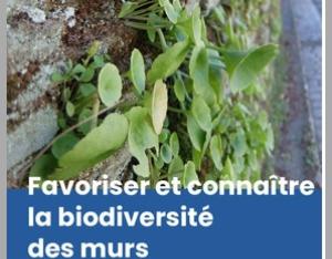 Favoriser et connaitre la biodiversité des murs | Plante & Cité