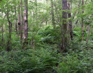 Chiffres-clés de la forêt en Centre-Val de Loire