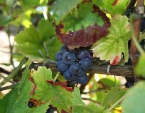 Agroforesterie en viticulture, une étape vers la résilience