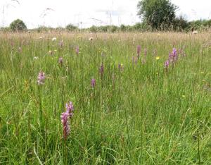 Fiche habitat emblématique : les prairies humides à orchidées