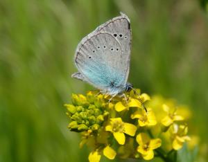 Les plantes hôtes des papillons | Réseau nature
