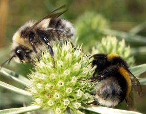 La plateforme sur les insectes pollinisateurs