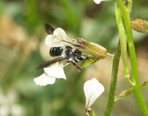 Diagnostic pollinis’Actions : Évaluer pour adapter sa gestion et ses aménagements