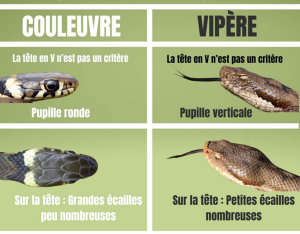 Identifier couleuvre vs vipère
