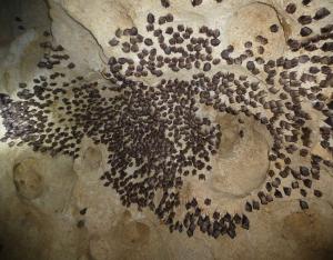 Fiche espèce emblématique : le Rhinolophe euryale