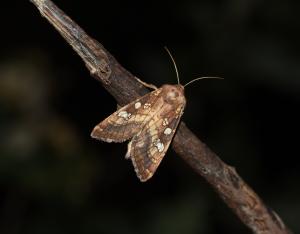 Fiche espèce emblématique : la Noctuelle des Peucédans
