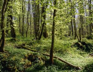 Récap' d'indicateur : état et suivi de la forêt