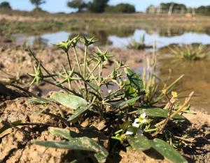 Fiche espèce emblématique : l'Étoile d'eau
