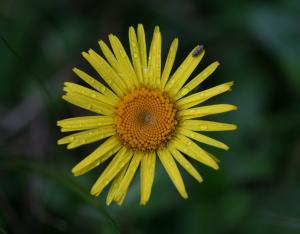 Fiche espèce emblématique : l'Inule hérissée