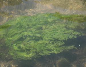 Fiche espèce emblématique : l'Œnanthe des rivières