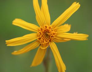 Fiche espèce emblématique : l'Arnica des montagnes