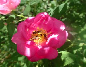 Fiche espèce emblématique : la Rose de France