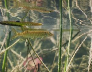 Fiche espèce emblématique : le Brochet