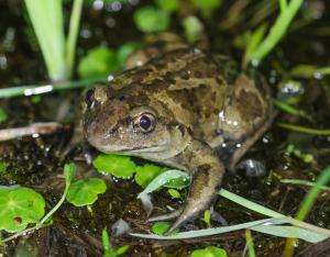 Pélobateland : Zones humides, biodiversité et gestion durable, un partenariat gagnant-gagnant