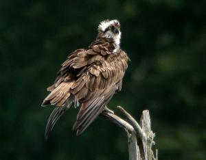 Fiche espèce emblématique : le Balbuzard pêcheur