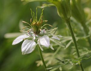 Fiche espèce emblématique : la Nigelle des champs