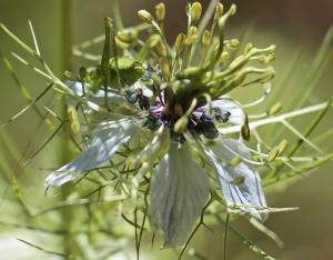 Fiche espèce emblématique : la Nigelle des champs