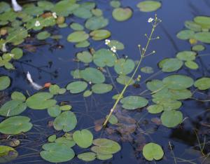 Connaissance de la biodiversité végétale régionale, chiffres 2018