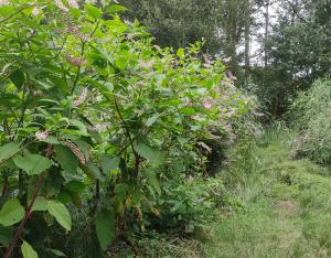 Espèces exotiques envahissantes en Centre-Val de Loire, de la recherche à l'innovation